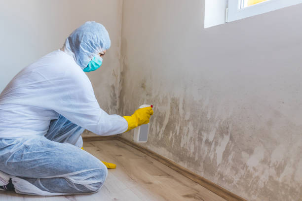Mold Remediation specialist working in Grampian