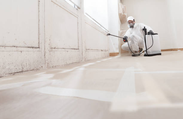 Black mold remediation team in Grampian